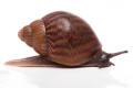 Achatina achatin achatina Ghana typ 2c juvenil
